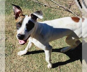 American Pit Bull Terrier-Unknown Mix Dogs for adoption in Peralta, NM, USA