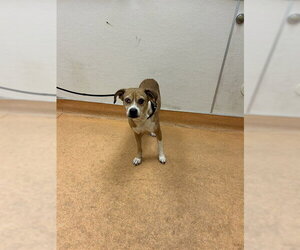 Beagle-Unknown Mix Dogs for adoption in Martinez, CA, USA