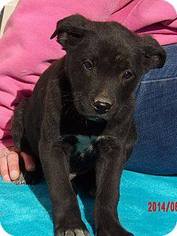 Borador Dogs for adoption in Williston, VT, USA