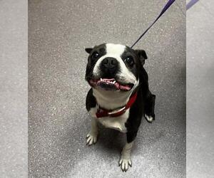 Boston Terrier Dogs for adoption in Tracy, CA, USA