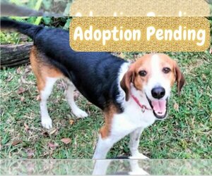 Beagle-Border Collie Mix Dogs for adoption in Dunnellon, FL, USA