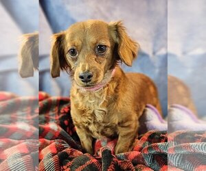 Dachshund Dogs for adoption in Bon Carbo, CO, USA