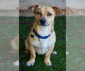 Chihuahua-Unknown Mix Dogs for adoption in Santa Clara, CA, USA