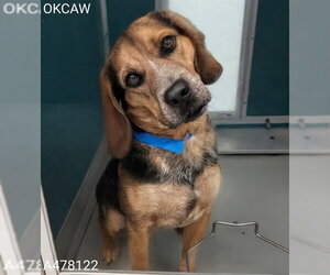 Mutt Dogs for adoption in Oklahoma City, OK, USA