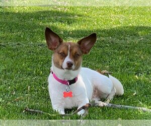 Chi-Corgi Dogs for adoption in Grafton, WI, USA