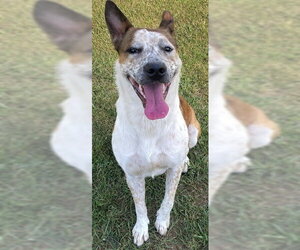 Mutt Dogs for adoption in Grovetown, GA, USA