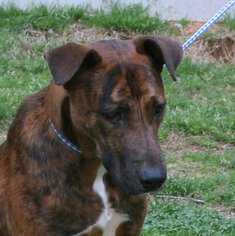Plott Hound-Unknown Mix Dogs for adoption in Yardley, PA, USA