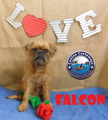 Brussels Griffon Dogs for adoption in Arcadia, FL, USA
