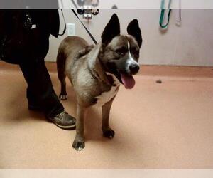 Akita-Unknown Mix Dogs for adoption in Martinez, CA, USA