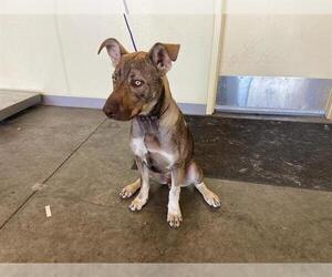 German Shepherd Dog-Unknown Mix Dogs for adoption in Orange, CA, USA