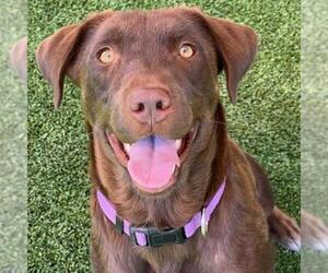 Labrador Retriever-Unknown Mix Dogs for adoption in San Diego, CA, USA