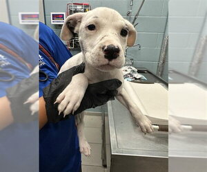 American Pit Bull Terrier-Unknown Mix Dogs for adoption in Corpus Christi, TX, USA