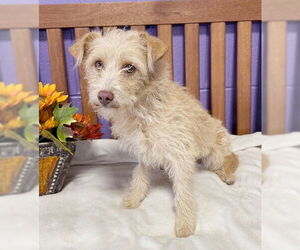 Cairn Terrier-Unknown Mix Dogs for adoption in Genesee, WI, USA