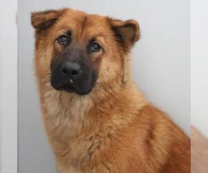 Chow Chow-Unknown Mix Dogs for adoption in San Antonio, TX, USA
