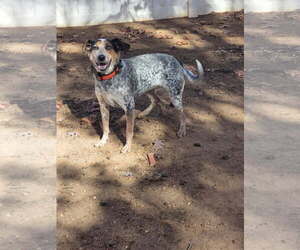 Mutt Dogs for adoption in Thomasville, NC, USA