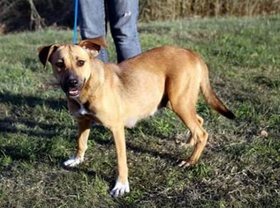 American Staffordshire Terrier-Unknown Mix Dogs for adoption in Lowell, IN, USA