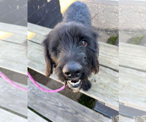 Cocker Spaniel-Unknown Mix Dogs for adoption in Monticello, MS, USA