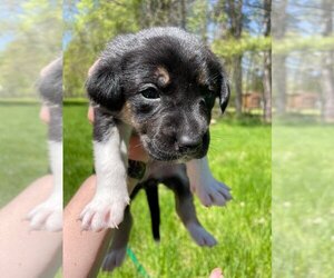 Mutt Dogs for adoption in Bemidji, MN, USA