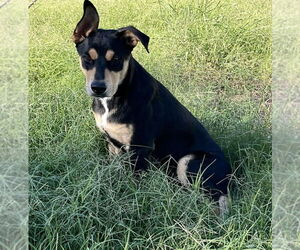 Mutt Dogs for adoption in Coldwater, MI, USA