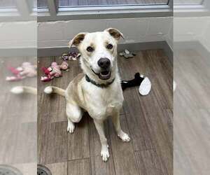 Mutt Dogs for adoption in Rowlett, TX, USA