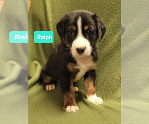 Mutt Dogs for adoption in Richmond, IN, USA