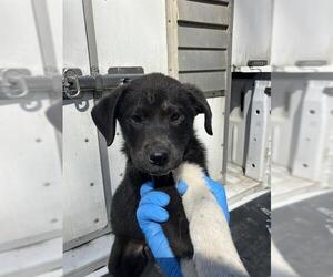 Border Collie-Unknown Mix Dogs for adoption in Conroe, TX, USA