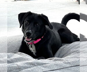Labrador Retriever-Unknown Mix Dogs for adoption in Fargo, ND, USA