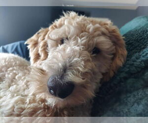 Miniature Labradoodle Dogs for adoption in Clovis, CA, USA