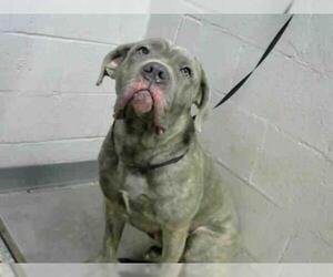 Mastiff Dogs for adoption in Atlanta, GA, USA