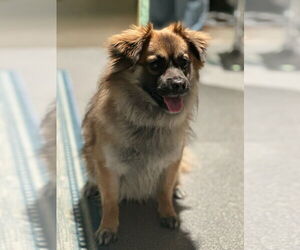 Pomeranian-Unknown Mix Dogs for adoption in Elmsford, NY, USA