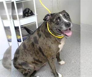 Catahoula Leopard Dog Dogs for adoption in Pasadena, TX, USA