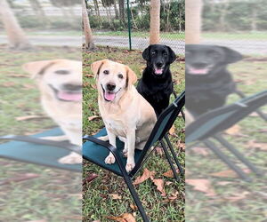 Labrador Retriever Dogs for adoption in Weston, FL, USA