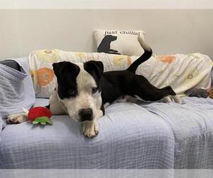 American Pit Bull Terrier Dogs for adoption in Berkeley , CA, USA