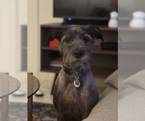 Mutt Dogs for adoption in Royal Palm Beach, FL, USA