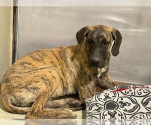 Great Dane Dogs for adoption in Bakersfield, CA, USA