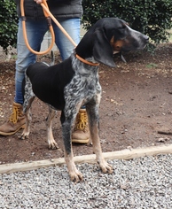 Medium Photo #1 Bluetick Coonhound-Unknown Mix Puppy For Sale in Marble, NC, USA