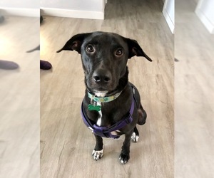 Lab-Pointer Dogs for adoption in Bellevue, WA, USA