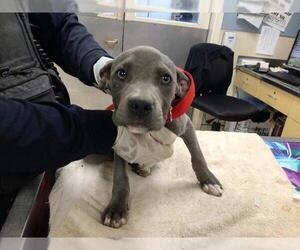 American Pit Bull Terrier Dogs for adoption in Riverside, CA, USA