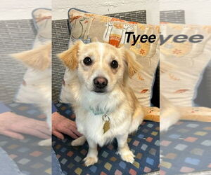 Mutt Dogs for adoption in Ellijay, GA, USA