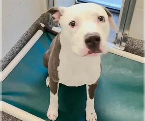 American Pit Bull Terrier Dogs for adoption in Houston, TX, USA