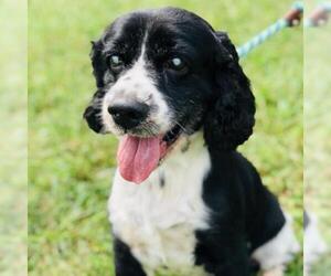 Cocker Spaniel Dogs for adoption in Cumming, GA, USA