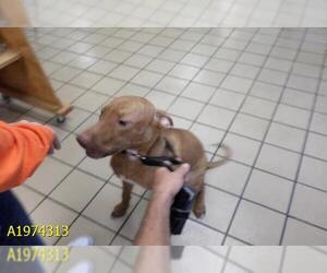 Redbone Coonhound Dogs for adoption in West Palm Beach, FL, USA