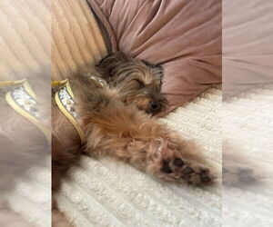 Poodle (Miniature)-Unknown Mix Dogs for adoption in San Diego, CA, USA