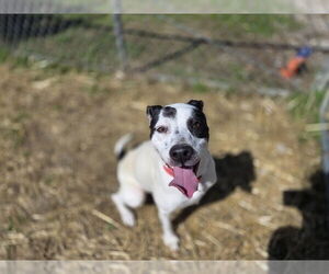 American Pit Bull Terrier-Huskies Mix Dogs for adoption in Evansville, IN, USA