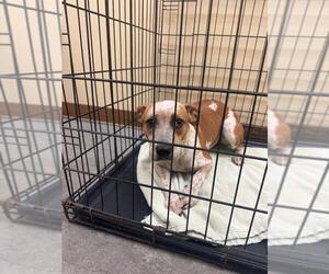 Mutt Dogs for adoption in Texas City, TX, USA