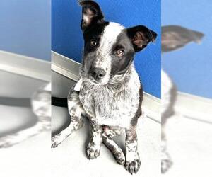 Texas Heeler-Unknown Mix Dogs for adoption in Visalia, CA, USA