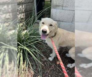 Golden Labrador Dogs for adoption in Rowlett, TX, USA