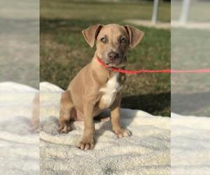 Weimaraner Dogs for adoption in Arlington, TX, USA
