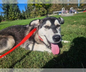 Siberian Husky Dogs for adoption in Rancho Cucamonga, CA, USA