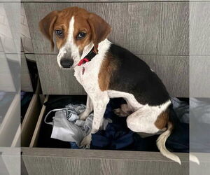 Beagle-Unknown Mix Dogs for adoption in Dunnellon, FL, USA